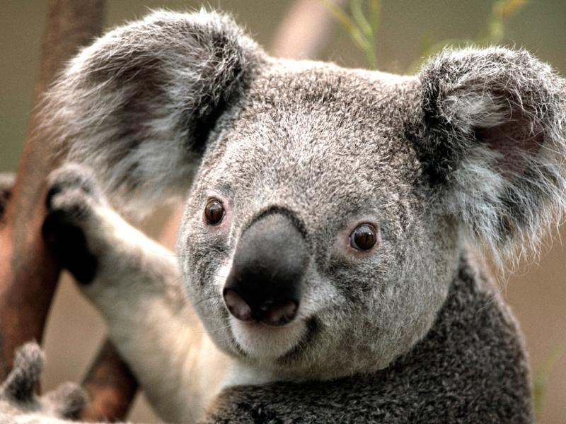 koala resminin yapbozu 36 parçalık bir yapboz puzzle