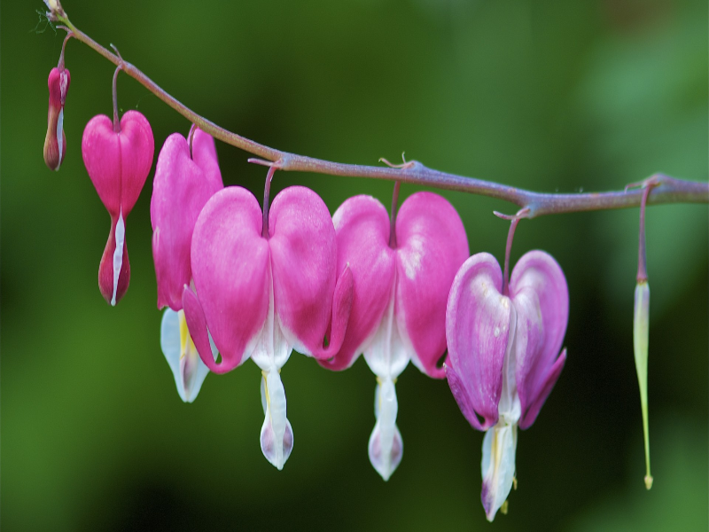 kalp çiçeklerinin dizilişi puzzle